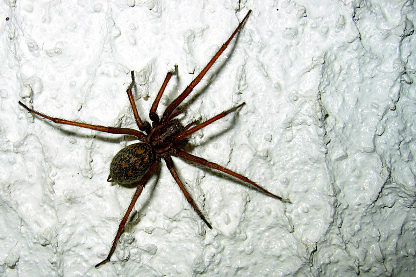 Tegenaria